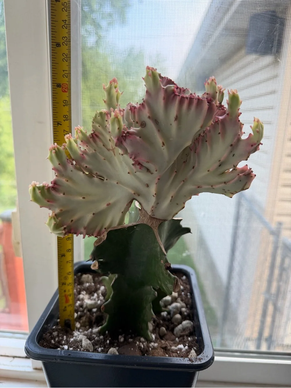 Variegated Pink and Green Mermaid/Coral Cactus - Home Accents